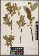 Salix barclayi Andersson